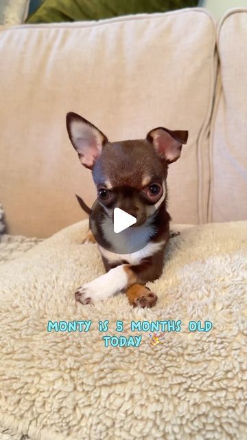 Chiuaua Puppy Funny, Funny Chihuahua Videos, Chiuahaha Cute, Ugly Chihuahua, Puppy Videos Cutest, Chiuaua Dog, Cutest Puppies, Puppies Cutest, Chiwawa Chihuahuas