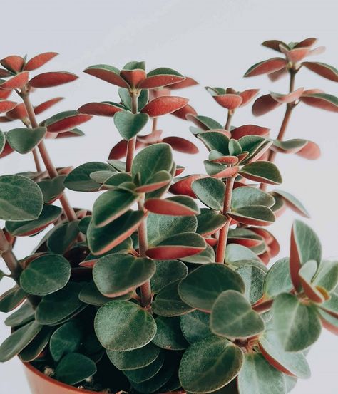 Peperomia Plant, Weird Plants, Succulent Soil, Liquid Fertilizer, Diy Plants, Cactus And Succulents, Indoor Plant, Grow Lights, Dream Garden