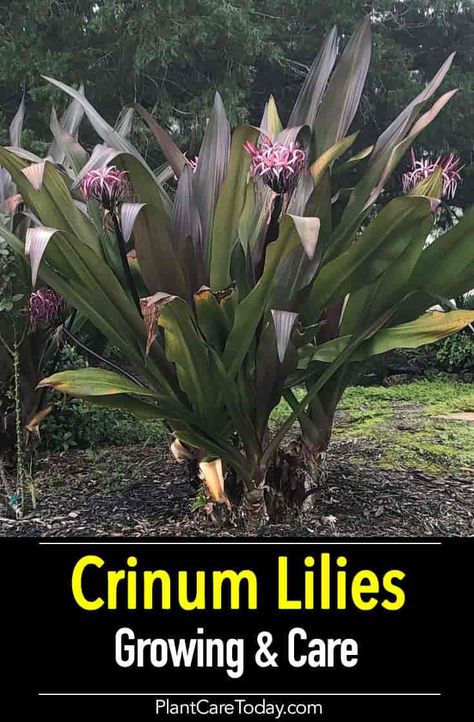 Crinum lily bulbs make wonderful additions to the landscape garden. LEARN MORE on how to grow and care these exotic and fragrant lily flowers. How To Take Care Of Lily Plants, Amazon Lily Plant, Canna Lily Landscaping, Lily Companion Plants, Crinum Lily Landscape, Tiger Lily Companion Plants, Subtropical Garden, Crinum Lily, Lilly Plants