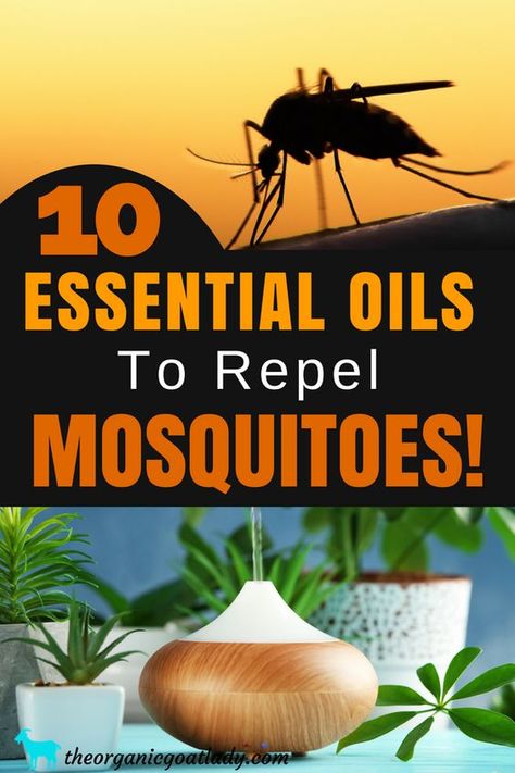 Essential Oils For Mosquitoes! The best essential oils to repel mosquitoes! Essential oil recipes, essential oil diffuser blends, essential oil uses Essential Oils For Mosquitoes, Mosquito Repellent Essential Oils, Essential Oils For Colds, Natural Mosquito Repellant, Essential Oil Diffuser Blends, Young Living Oils, Doterra Oils, Oil Diffuser Blends, Diy Essential Oils