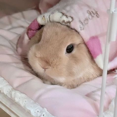 𝙄𝙣 𝙡𝙤𝙫𝙚 𝙬𝙞𝙩𝙝 𝙩𝙝𝙞𝙨 𝙡𝙞𝙩𝙩𝙡𝙚 𝙛𝙡𝙪𝙛𝙛𝙗𝙖𝙡𝙡. #cuteanimals #bunny #rabbit #pink #aesthetic #pet #petlovers #cuties #instagood #instalove #instamood #instagram #wallpaper #rabbitlife #photo #photoshoot #girly Photoshoot Girly, Bunny Photoshoot, Tiny Baby Animals, Rabbit Life, Aesthetic Dream, Bunny Names, Cute Bunny Pictures, Bunny Wallpaper