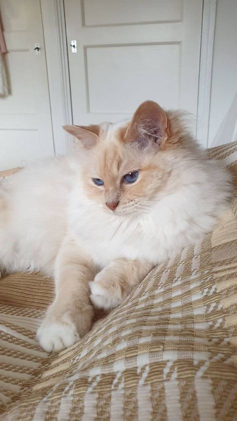 Ragdoll Cat Cream, Cream Cat Aesthetic, Cream Ragdoll Cat, Birman Cat Drawing, Birman Cat Aesthetic, Cream Tabby Cat, Cream Kitten, Beautiful Cats Pictures, Cream Cat