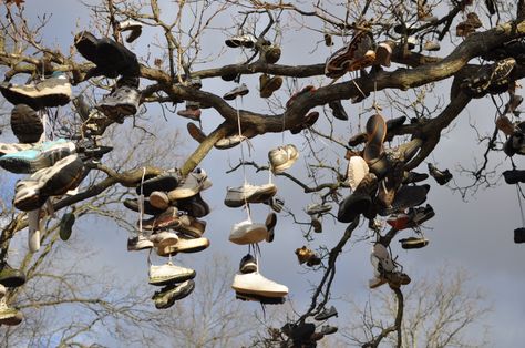 Shoe tree 2 - Quarreling lovers were said to have thrown a pair of their shoes up in a tree. Over the years people continued to add to them and now there are over a thousand pairs. Nostalgic Aesthetic, All The Bright Places, Thriller Novels, Spotify Covers, Suspense Thriller, Strange Things, Dirt Road, Roadside Attractions, Scenic Design