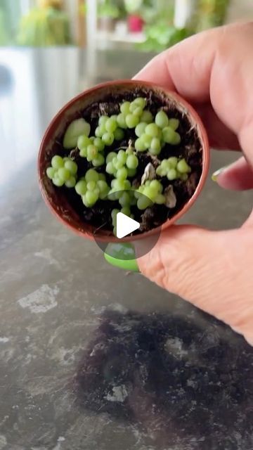 HousePlantParadise on Instagram: "Growing this trailing succulent! 💚 Tag someone who needs to see this. 📸: @cutecactuspot   #donkeytail #plants #propagation #succulents #planthack" How To Propagate Succulents From Leaves, Succulent Water Propagation, Baby Necklace Succulent Propagation, Propagation Succulents, How To Propagate Pearl Succulents, Plants Propagation, Succulent Leaf Propagation, How To Propagate Succulents, Different Types Of Succulents