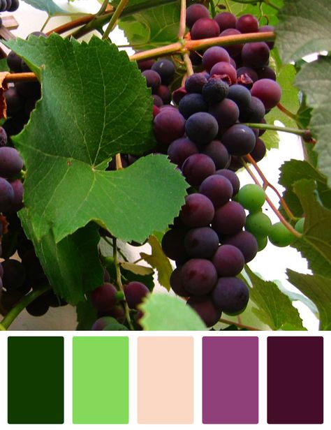 Pallets Color, Vino Color, Color Uva, Grape Color, Color Schemes Colour Palettes, Mood Colors, Paint Color Palettes, Brand Color Palette, Color Palate