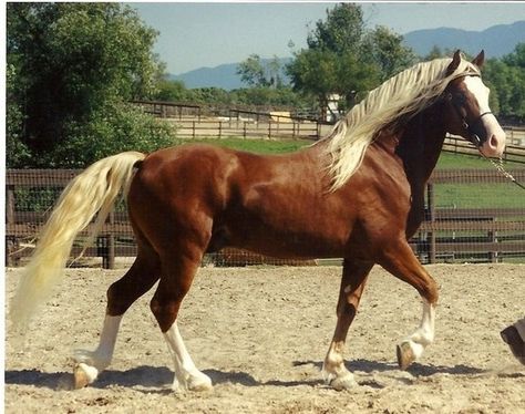 Zonkey Stallion Horse | Welsh Cob Stallion Welsh Horse, Welsh Ponies, Welsh Pony And Cob, Amazing Horses, Welsh Pony, Palomino Horse, Dream Horse, Most Beautiful Animals, Majestic Horse