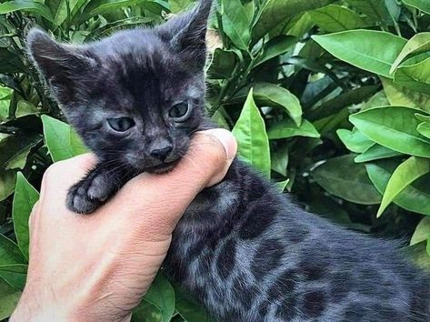 Black Melanistic Bengal Cat Black Bengal Cat, Gato Bengali, Bengal Kitten, Savannah Cat, Gorgeous Cats, Black Kitten, Life Aesthetic, Pretty Animals, Animal Photos