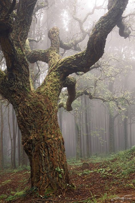 Dark Oak Aesthetic, Oak Forest Aesthetic, Old Forest Aesthetic, Bog Witch Aesthetic, Oak Tree Aesthetic, Jessicacore Aesthetic, Dark Oak Forest, Exile Aesthetic, Evelina Core