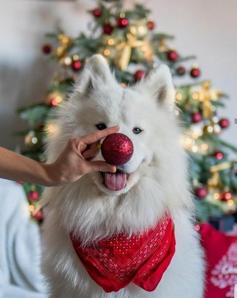 Dog Christmas Photos, Dog Christmas Pictures, Xmas Photos, Photos With Dog, Dog Photoshoot, Foto Tips, Christmas Puppy, Christmas Photography, Christmas Photoshoot