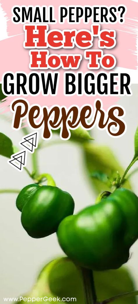 Plant Bell Peppers Seeds, Green Peppers Growing, Green Pepper Plants How To Grow, How To Grow Green Peppers, Bell Pepper Plants How To Grow, Growing Peppers In Garden, How To Grow Bell Peppers From Seeds, How To Grow Peppers, Pepper Plants Growing