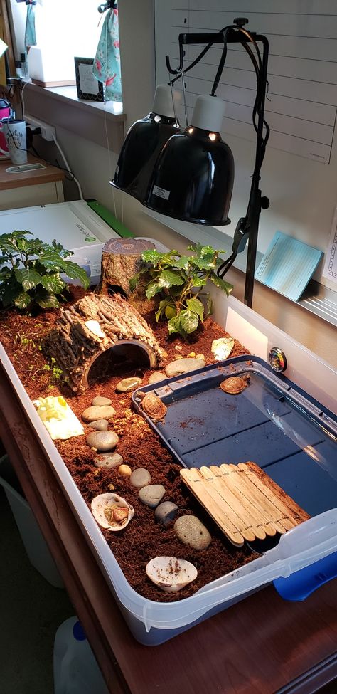 Turtle Cage Indoor, How To Make A Turtle Habitat, Tortoise Tank Indoor, Tortoise Setup Ideas, Best Tortoise Enclosures, Turtle Box Habitat Indoor, Indoor Turtle Tank, Indoor Animal Enclosures, Terrarium For Turtles