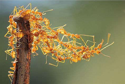 Animal Pics: Amazing Ants Pictures Of Ants, Tiny Ants, Fire Ants, 1000 Piece Jigsaw Puzzles, National Geographic Photos, Animals Images, Macro Photography, Ants, National Geographic