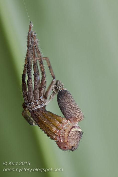 Molting huntsman spider | by Kurt (orionmystery.blogspot.com) Spider Molting, Unique Spiders, Spider Aesthetic, Poisonous Spiders, Huntsman Spider, Spiders And Snakes, Spooky Stuff, Last Shot, Beautiful Bugs