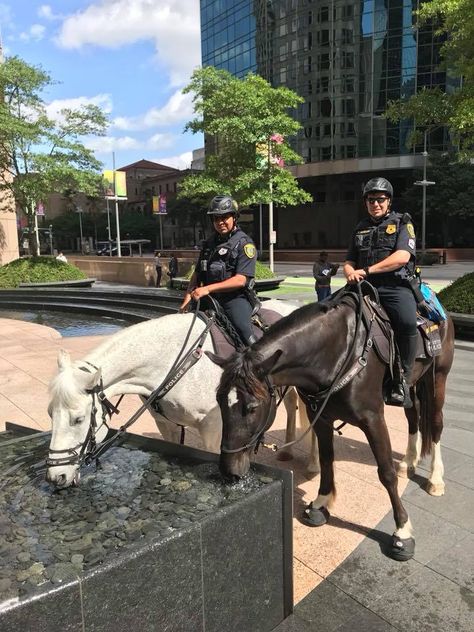 The Houston Mounted Police Patrol Unit is making international headlines these days and being recognized as a front-runner in the natural horse movement... Police Horse, Hoof Boots, Mounted Police, Houston Police, Police Patrol, Horse Treats, Hunter Jumper, Horse Boots, All The Pretty Horses