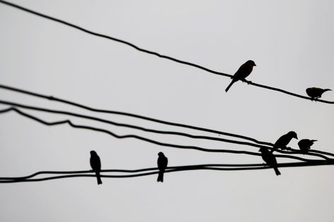 Birds On Powerline Tattoo, Birds Sitting On A Wire, Birds On Wire, Illustration Animals, Easy Bird, Birds On A Wire, Wire Drawing, Sketchbook Drawings, Bird Perch