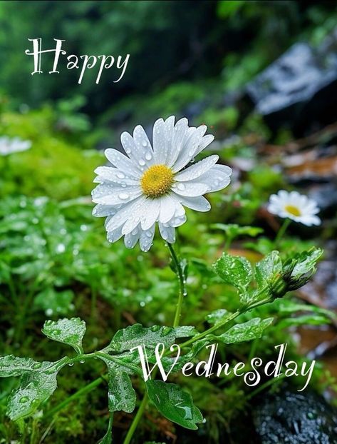 Good Morning Wednesday Green, Hello Wednesday, Good Morning Wednesday, Daily Greetings, Morning Flowers, Good Morning Flowers, Happy Wednesday, Flower Pictures, Good Morning Images