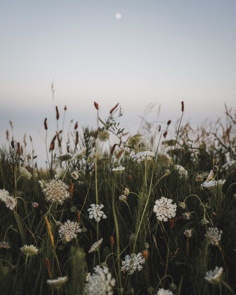 Summer Wildflowers, Summer Walks, Seasonal Living, Sunset Nature, My Summer, Summer Evening, Nature Aesthetic, Pretty Places, Photography Portfolio