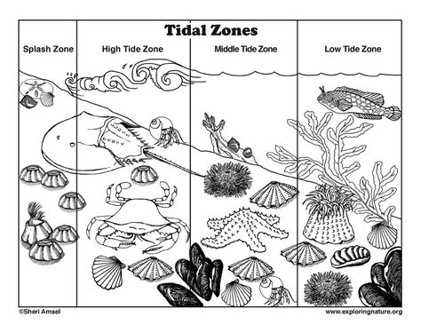 Tidal Zones Coloring Page Marine Biology Coloring Pages, Intertidal Zone Activities, Intertidal Zone, Tide Pool Activities For Kids, Ocean Tides Activity, Ocean Zones, Ocean Habitat, Ocean Theme Preschool, Animal Lessons