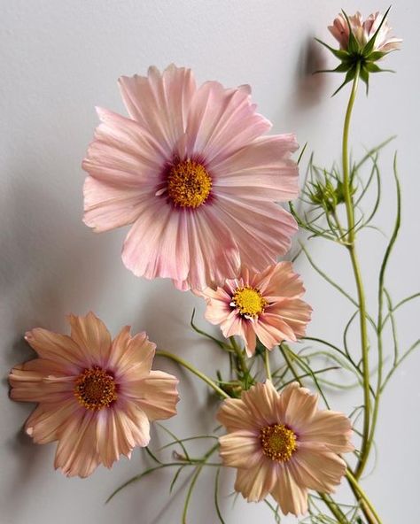 Cosmos Flowers Colors, Apricot Colored Flowers, Cosmo Bridal Bouquet, Cosmos Apricot Lemonade, Apricot Lemonade Cosmos, Cosmo Flower Bouquet, Peach Colored Flowers, Apricot Cosmos, Cosmos Flowers Aesthetic