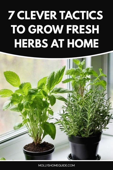 Discover the ultimate guide on how to grow herbs effortlessly at home with these expert tips. Whether you're a beginner or seasoned gardener, learn the best practices for planting, watering, and harvesting your own herb garden. From basil to rosemary, transform your space into a fragrant oasis while adding fresh flavors to your dishes. Elevate your cooking skills by having a variety of herbs at your fingertips and enjoy the satisfaction of growing them yourself. Growing Basil Indoors, How To Grow Herbs, Herbs At Home, Growing Herbs Indoors, Small Herb Gardens, Grow Herbs, Growing Basil, Gardening Vegetables, Healthy Herbs