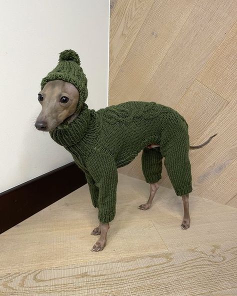 Italian Greyhound Clothes, Greyhound Puppy, Italian Greyhound Dog, Grey Hound, Whippet Dog, Greyhound Dog, Grey Hound Dog, Dream Dog, Silly Dogs