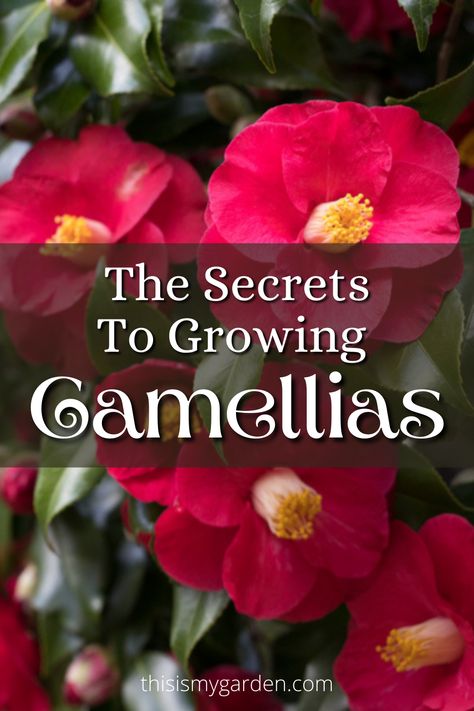 Camellias, whether found in shrub or tree form, are truly magnificent specimens! However, their blooms can be quite finicky to bring out. But with the right growing conditions and by following these few basic tips, you can enjoy this great flowering plant for yourself! Camelia Garden Ideas, When To Prune Camellias, Camillia Bush Landscape, Camilia Flower Tree, Camilla Plant, Camelia Plant, Planting Camellias, Camillia Bush, Camellia Shrub