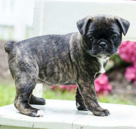 Baby Bugg puppy... (Boston Terrier Pug mix) @ 7 weeks old Bugg Puppies, Brindle Pug, Pug Cross, Boston Terrier Pug, Pug Mix, Dog Breeders, Pug Puppies, Bull Terrier Dog, Dog Breeder