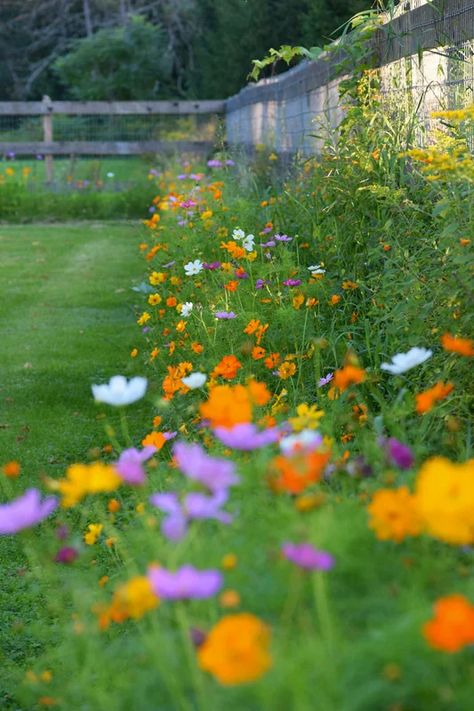 Meadow Garden, Circle Garden, Grow Wildflowers, American Meadows, Wild Flower Meadow, Backyard Flowers, Cut Flower Garden, Have Inspiration, Wildflower Garden