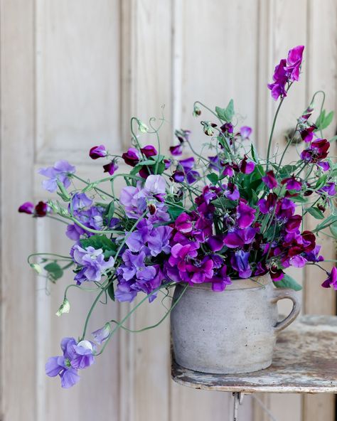 Today was the loveliest day welcoming Charlotte @frenchblueflorals to my home for a 1:1 floral photography workshop. With an abundance of sweet peas from my garden and @willowviewfarm we started off with all these delicious blues and purples 💙💜 Brand Questionnaire, Nature Valley, Photography Workshop, Sweet Peas, Floral Photography, Photography Workshops, Good Morning Flowers, My Garden, Sweet Pea