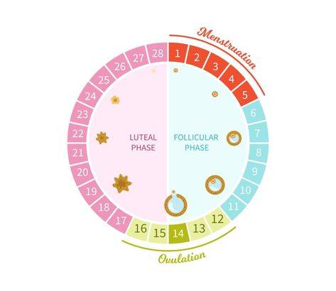 Cycling Syncing: What to Eat in Each Phase of Your Menstrual Cycle - Coconuts & Kettlebells Pmdd Symptoms, Cycle Phases, Menstrual Cycle Phases, Ovulation Cycle, Fertility Awareness Method, Period Cycle, Cycle Syncing, Too Much Estrogen, Fertility Awareness