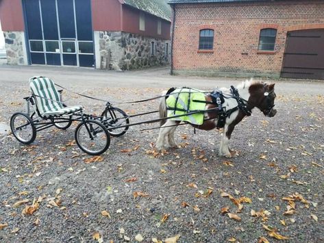 Miniature Horse Driving, Mini Horse Cart, Miniature Ponies, Horse Wagon, Horse Cart, Carriage Driving, Pull Cart, Mini Horse, Horse Trailers