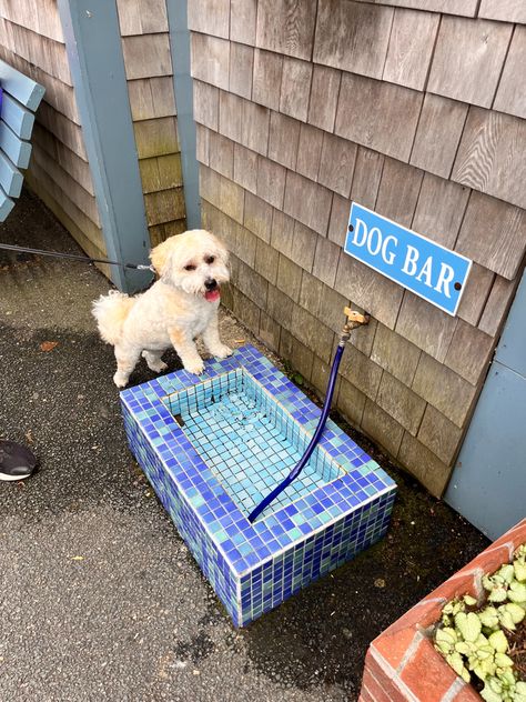 Dog Porch Potty Ideas, Outdoor Dog Area Side Of House, Dog Patio Outdoor Spaces, Dog Pools, Outdoor Dog Area Play Spaces, Dog Pool Ideas, Dog Backyard Ideas, Dog Yard Ideas, Animal Rescue Ideas