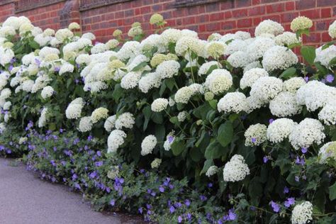 Hydrangea Flower Bed, Hydrangea Annabelle, Hydrangea Arborescens Annabelle, Geranium Rozanne, Annabelle Hydrangea, Hydrangea Landscaping, Front Yard Plants, Hydrangea Arborescens, Front Landscaping