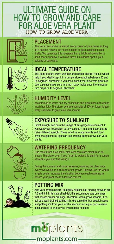 Ultimate Guide on How to Grow and Care for Aloe Vera Plant - Mo Plants #BestDietForHealth Best Soil For Aloe Vera Plant, Save Aloe Vera Plant, Aloe Vera Growing Tips, New Plant Mom, How To Care For Aloe Vera Plant Indoors, Saving Aloe Vera Plant, Aloe Plant Propagation, Aloe Vera Care Tips, Aloe Vera Plant Care Indoor