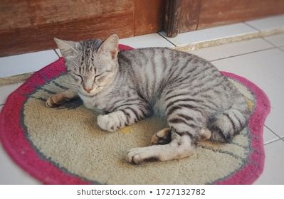 Cat Poses Laying Down, Cat Laying Down, Cat Laying Down Drawing, Cat Poses, Lay Photo, Cat Reference, West Java, Cat Pose, Domestic Cat