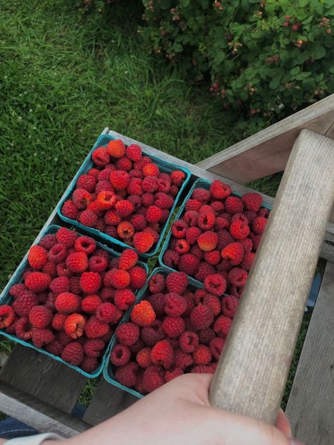 summer, summer aesthetic, summer vibes, sufjan stevens summer, aesthetic pictures Raspberry Aesthetic, Raspberry Picking, Mia Aesthetic, Raspberry Torte, Future Garden, Berry Picking, Farm Lifestyle, Yummy Comfort Food, Farm Gardens