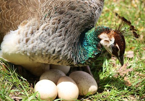 Peacock Protecting her Eggs by Paulette1021 Peacock Facts, Peacock Eggs, Hindi Project, Peacock Quilt, Male Peacock, Majestic Birds, Bird Peacock, Baby Turkey, Indian Peacock