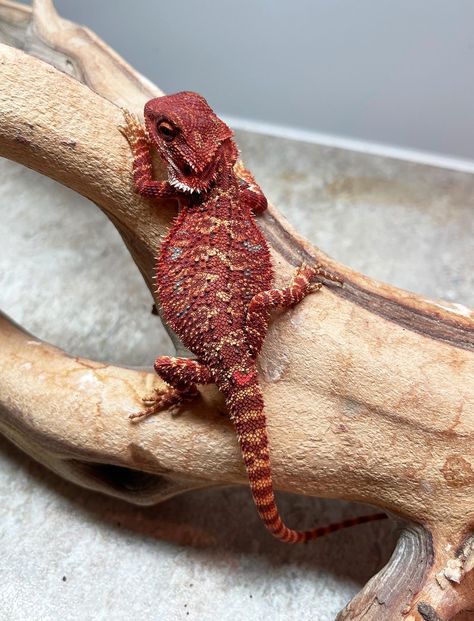 Red Monster Bearded Dragon, Bearded Dragon Aesthetic, Pretty Reptiles, Red Bearded Dragon, Red Monster, Baby Bearded Dragon, Dream Pet, Cute Reptiles, Exotic Animals