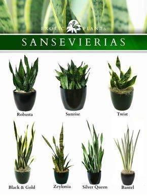 Types of #sansevieria #plant #Trifasciata #Robusta #Fernwood #Metallica Sansevieria Plant, Mother In Law Tongue, نباتات منزلية, Garden Types, Plants Indoor, Interior Plants, Office Plants, House Plants Decor, House Plants Indoor