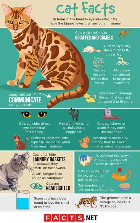 Cat Haircuts, Cat Haircut, Cat Infographic, Cat Language, Cat Info, Cat Hacks, Cat Care Tips, Kitten Care, Cat Parenting