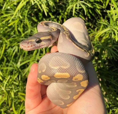 50 Types of Ball Python Morphs & Colors (With Pictures) | Pet Keen Types Of Ball Pythons, Lavender Ball Python, Ball Pythons Morphs, Ball Python Colors, Pet Ball Python, Cute Ball Python, Ball Python Pet, Pied Ball Python, Ball Python Care