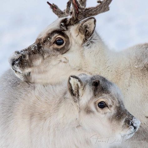 Reindeer Images, Svalbard Reindeer, Baby Reptile, Woodland Animal Art, Amazing Animal Pictures, Baby Reindeer, Wild Animals Pictures, Irish Roots, Cute Reindeer