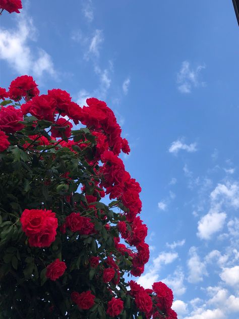 #roses #fashion #aesthetic #rosesaesthetic #sky Rose Aesthetic Pics, Rose Pics Flowers, Rose Aethstetic, Rose Flower Aesthetic Red, Roses Aesthetic Red, Red Sky Aesthetic, Flower Profile Picture, Aesthetic Red Rose, Red Flowers Aesthetic