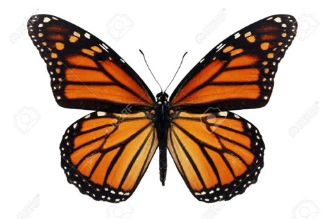 Beautiful Monarch Butterfly Isolated On White Background. Stock Photo, Picture And Royalty Free Image. Image 33425654. Monarch Tattoo, Monarch Butterfly Tattoo, Butterfly Illustration, Orange Butterfly, Butterfly Pictures, Butterfly Drawing, Butterfly Painting, Scientific Illustration, Macro Photos