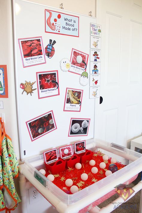 What Is Blood Made Of Science For Kids, Circulatory System Preschool, Bodies Preschool Activities, Human Body Sensory Table, Heart Health Preschool Activities, Preschool Human Body Theme, Human Body Preschool, Human Body Homeschool, Preschool Body Theme