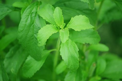 Lessons in Magical Herbalism: Stevia Growing Stevia, Candida Diet Recipes, Candida Cleanse, Stevia Plant, Sugar Alternatives, Sensory Garden, Candida Diet, Stevia Extract, Sugar Substitute