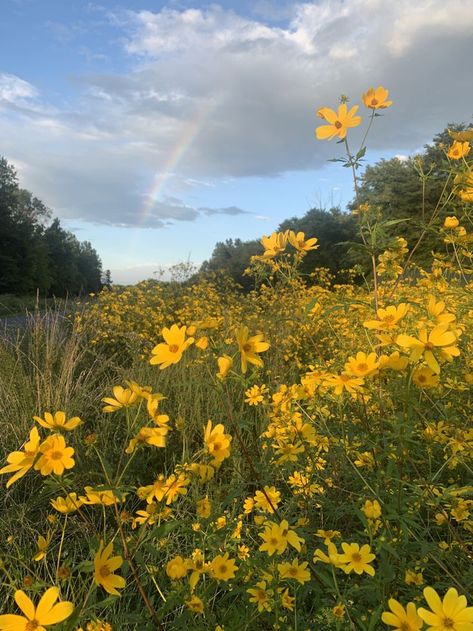 Field Of Yellow Flowers Aesthetic, Subtle Yellow Aesthetic, Field With Yellow Flowers, Nature Widgets Aesthetic, Spring Yellow Aesthetic, Flower Field Yellow, Yellow Daisies Aesthetic, Yellow Flower Field Aesthetic, Sunny Nature Aesthetic