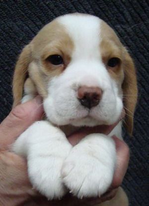 baby lemon beagle Lemon Beagle Puppy, White Beagle, Baby Beagle, Lemon Beagle, Pocket Beagle, Beagle Puppies, Cute Beagles, Beagle Puppy, Dog Breeder