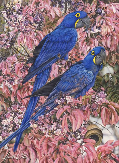 Heidi Willis, Hyacinth Macaw, Flower Watercolor, Wildlife Artists, Large Artwork, Large Painting, Watercolor Artist, Birds Painting, Tree Painting