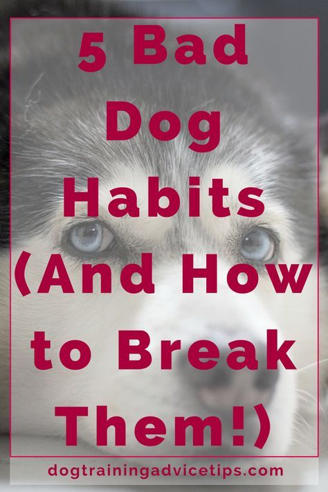 5 Bad Dog Habits (And How to Break Them!) | Dog Training Tips | Dog Obedience Training | Dog Training Commands | http://www.dogtrainingadvicetips.com/break-dogs-bad-habits-good Dog Biting Training, Dog Commands, Basic Dog Training, Dog Behavior Problems, Dog Potty Training, Dog Potty, House Training Dogs, Tibetan Mastiff, Dog Training Advice